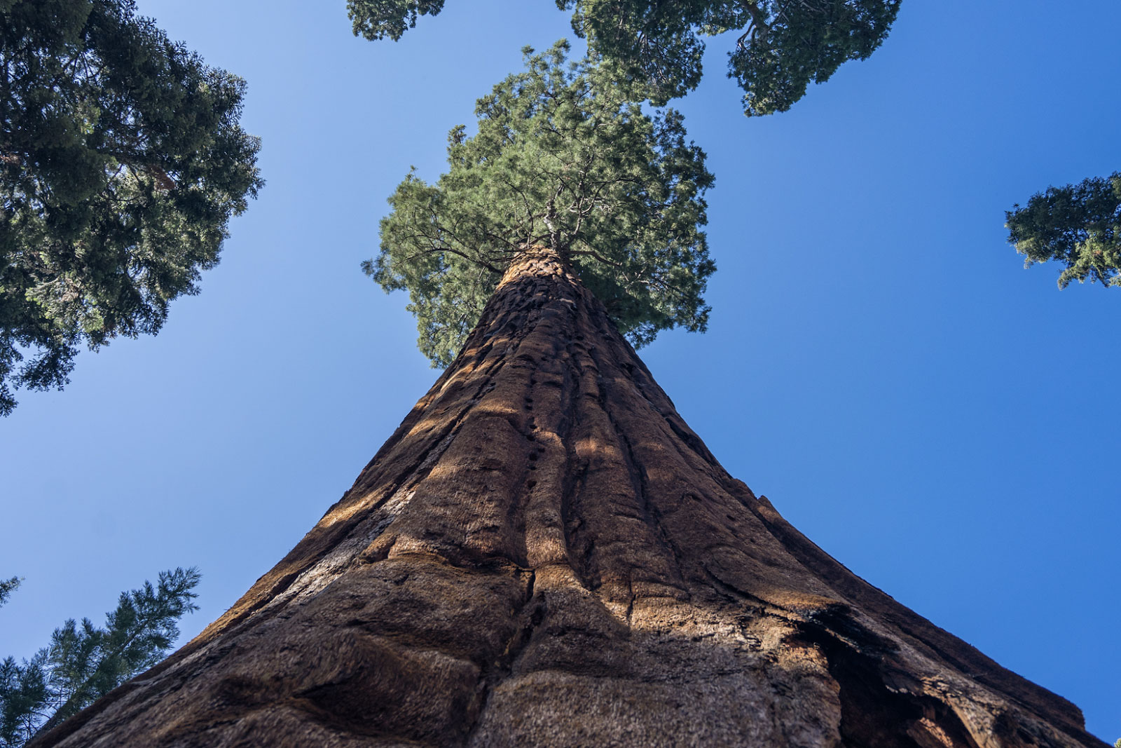 Treehugger